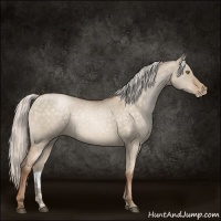 Horse Color:Silver Brown Pearl Dun 