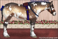 Horse Color:White Spotted Bay Onyx
