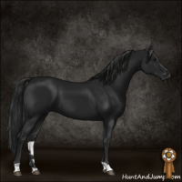 Horse Color:Gray Black 