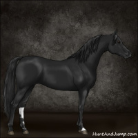 Horse Color:Gray Black 