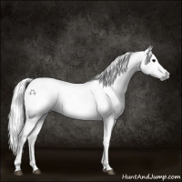 Horse Color:Gray Black 