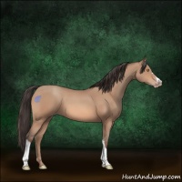Horse Color:Amber Champagne