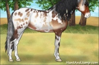 Horse Color:White Spotted Bay Onyx Appaloosa Rabicano