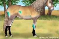 Horse Color:Palomino Onyx 