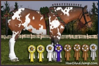 Horse Color:White Spotted Bay 