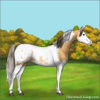 Horse Color:Buckskin Splash Tobiano Appaloosa 