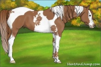 Horse Color:Chestnut Splash Tobiano 