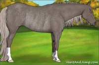Horse Color:Silver Blue Roan Rabicano 