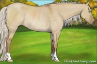 Horse Color:Silver Smoky Grullo Roan Rabicano 