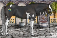 Horse Color:Smoky Black Sabino Tobiano and Black Sabino Splash