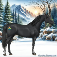 Horse Color:Black  and White Spotted Black 