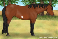 Horse Color:Gray Bay Frame 