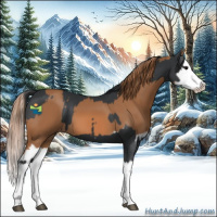 Horse Color:Black Splash  and Chestnut Splash 