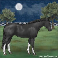 Horse Color:White Spotted Black