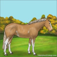 Horse Color:White Spotted Palomino 