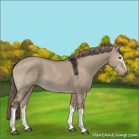 Horse Color:White Spotted Liver Red Dun 