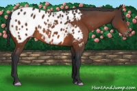 Horse Color:Brown Appaloosa