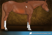 Horse Color:Chestnut Tobiano Rabicano 