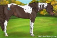 Horse Color:Liver Chestnut Tobiano 