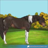 Horse Color:Liver Chestnut Tobiano