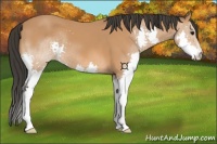 Horse Color:Bay Splash