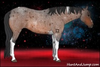 Horse Color:Bay Roan Tobiano