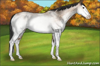 Horse Color:White Spotted Bay Dun Splash 