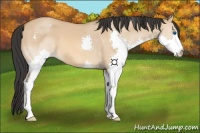 Horse Color:Bay Dun Splash 
