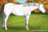 Horse Color:White Spotted Bay Splash