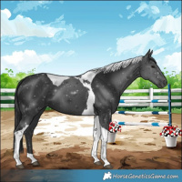 Horse Color:Black Tobiano 
