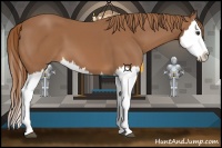 Horse Color:Chestnut Splash 