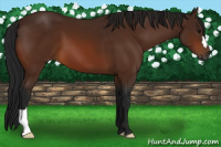 Horse Color:Gray Bay 