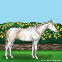 Horse Color:Chestnut Splash Tobiano Appaloosa 