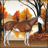 Horse Color:Silver Bay Splash 