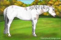 Horse Color:Brown Dun Splash Tobiano Frame 