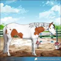 Horse Color:Bay Splash Tobiano
