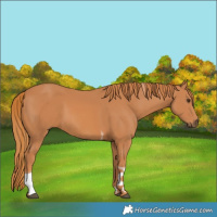 Horse Color:Chestnut Tobiano