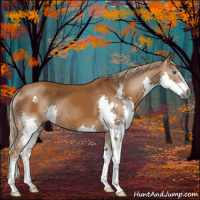 Horse Color:Gray Chestnut Splash 