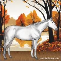 Horse Color:Gray Bay 
