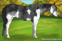 Horse Color:Gray Black Splash