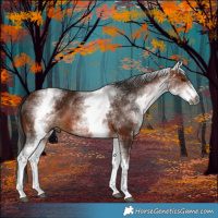 Horse Color:Gray White Spotted Bay 
