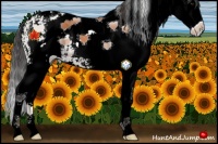 Horse Color:White Spotted Bay Splash 