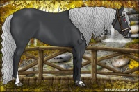 Horse Color:Silver Black Chinchilla Sabino 