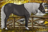 Horse Color:Silver Smoky Black Chinchilla 