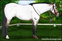 Horse Color:Brown Roan Appaloosa