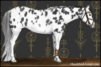 Horse Color:White Spotted Black Splash Appaloosa Rabicano