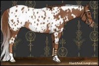 Horse Color:White Spotted Chestnut Appaloosa Rabicano