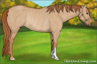Horse Color:Red Dun Rabicano