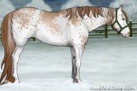 Horse Color:White Spotted Liver Chestnut Pearl 