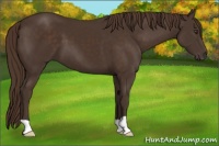 Horse Color:Liver Chestnut 